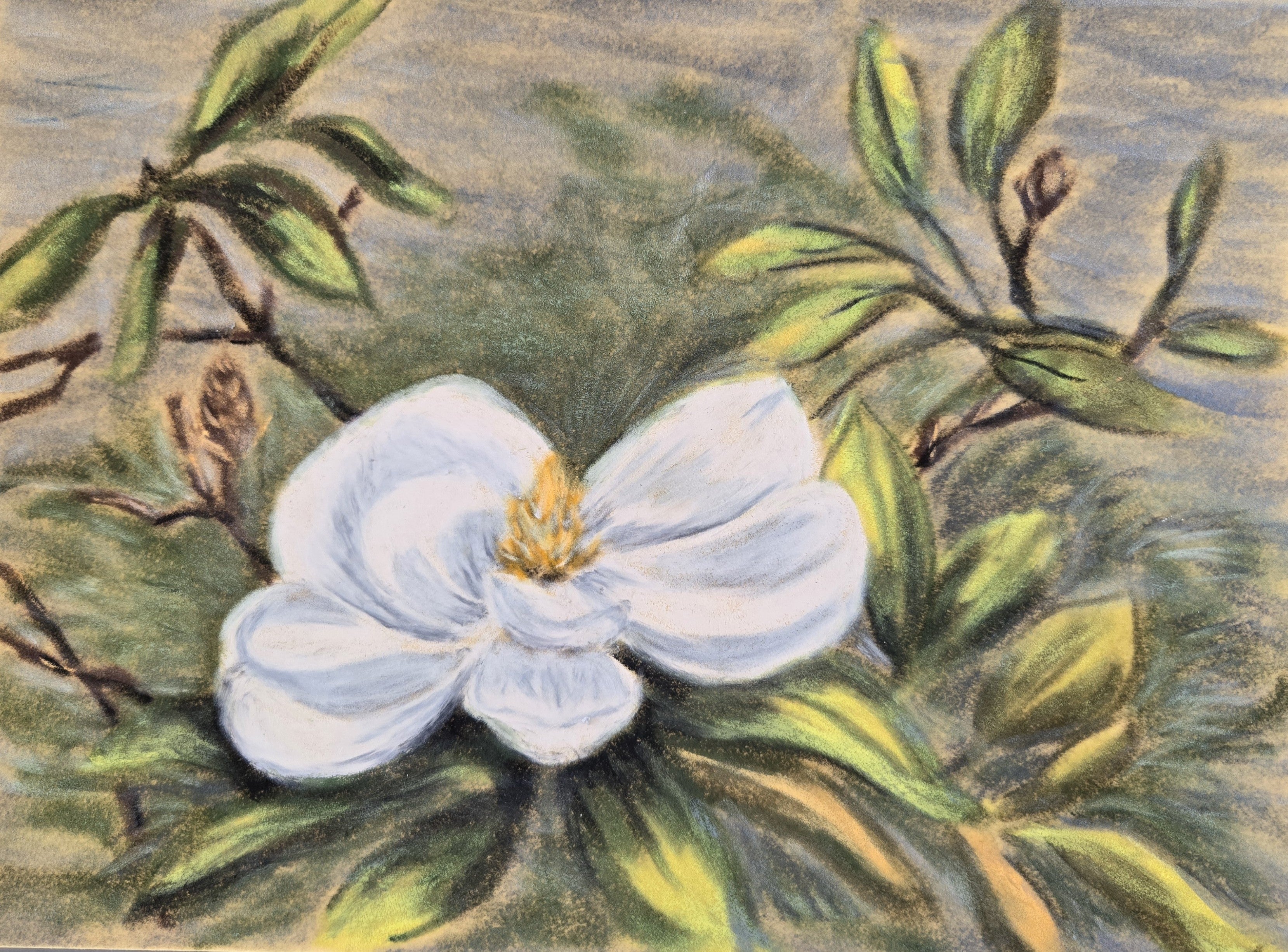 Magnolia Original Oil Pastel on Velour Paper
