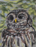 Barred owl oil pastel on velour paper, 9x12 inches, by Leah Welch