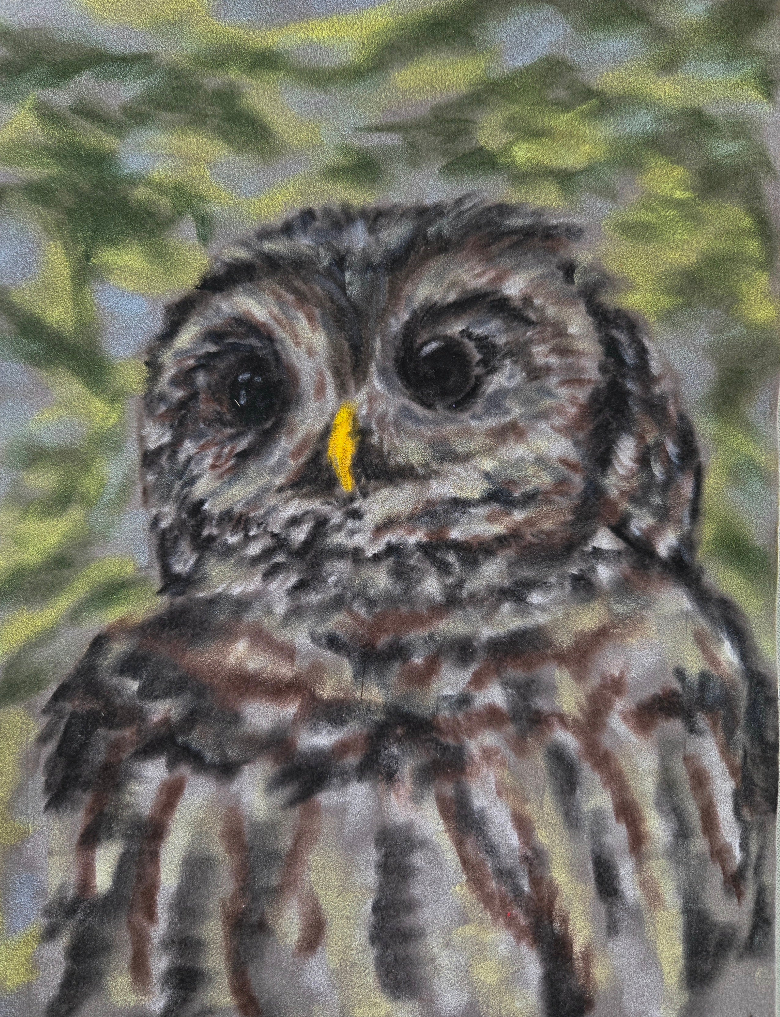 Barred owl oil pastel on velour paper, 9x12 inches, by Leah Welch